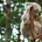 pembiskoala