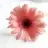 benElif