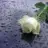sudenazz_