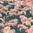 dafnis