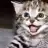 catcat1