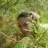 haniif