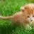 petit_chaton