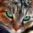 cat_lover