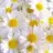 polyanna_