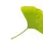 ginkgo