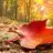 Leaf1212