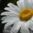 white_snow