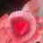 magnoliaa