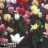 estelya_my