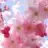 PinkCherryBlossom
