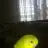 sanke