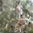 mamun