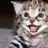 endoplazmik_kedi
