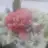 crab