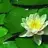 Floret
