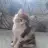 Timsal