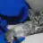 Bu_cat