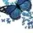 butterflyays