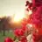Hatice832