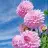 selin_01
