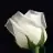 asva