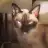 catlove87