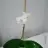 Rolla