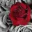 rose__18