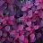 purple3512