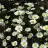 hayal_ 61