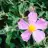 Little Flowers