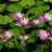 gulbahar_86