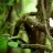 tropicalvine