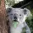 koala24