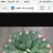 Agave