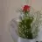 hamide_16