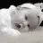 Mss_Angel