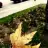 Butterfly63