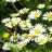 daisy58