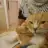Kedi-Kedi