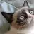 Grumpy-Cat