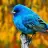 Nazra_