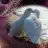 Cankusum13