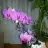 pinar_ca