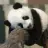 Sevimsiz Panda