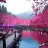 CherryBlossom90
