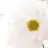 Calantha
