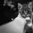 Felis catus