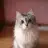 goldencat